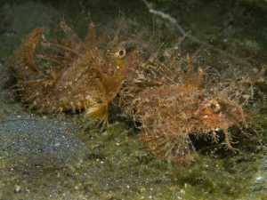 Pteroidichthys amboinensis (Ambon scorpionfish) -couple- by Alex Varani 
